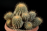 Copiapoa Haseltoniana d. 24 h. 12cm 250.00 €